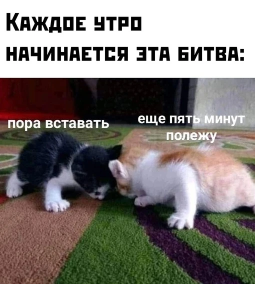 Ноябряне, кто побеждает сегодня?😁