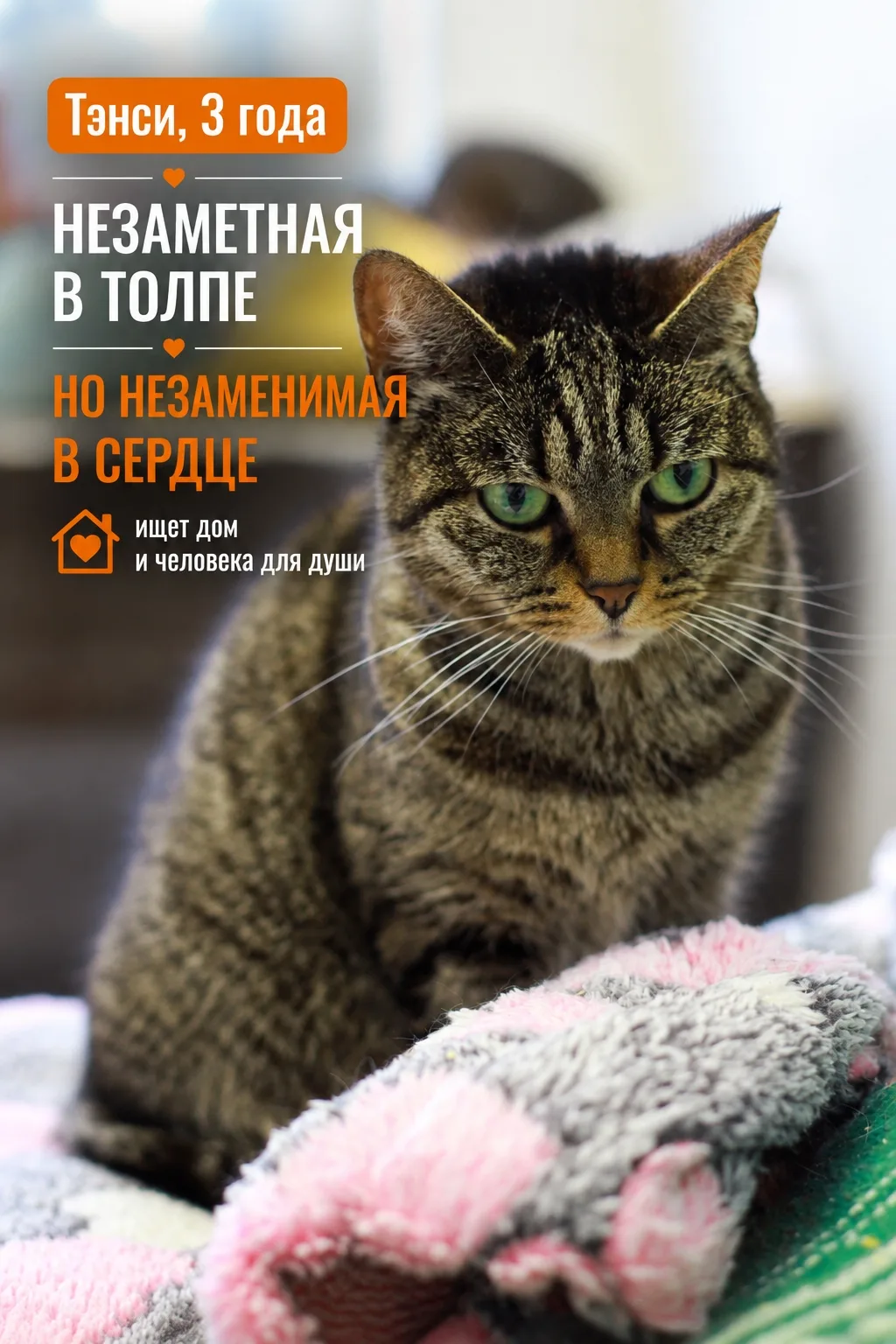 У Тэнси нет ярких пятен в окрасе или громкой истории — у неё классическая «шпротная» шу...