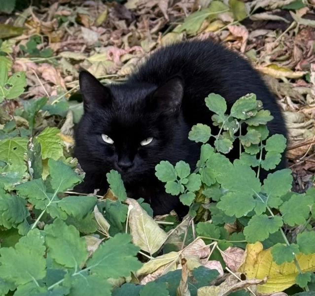Замечена черная кошка (или кот) 🐈‍⬛на ул. Крауля, с очень красивыми глазами.