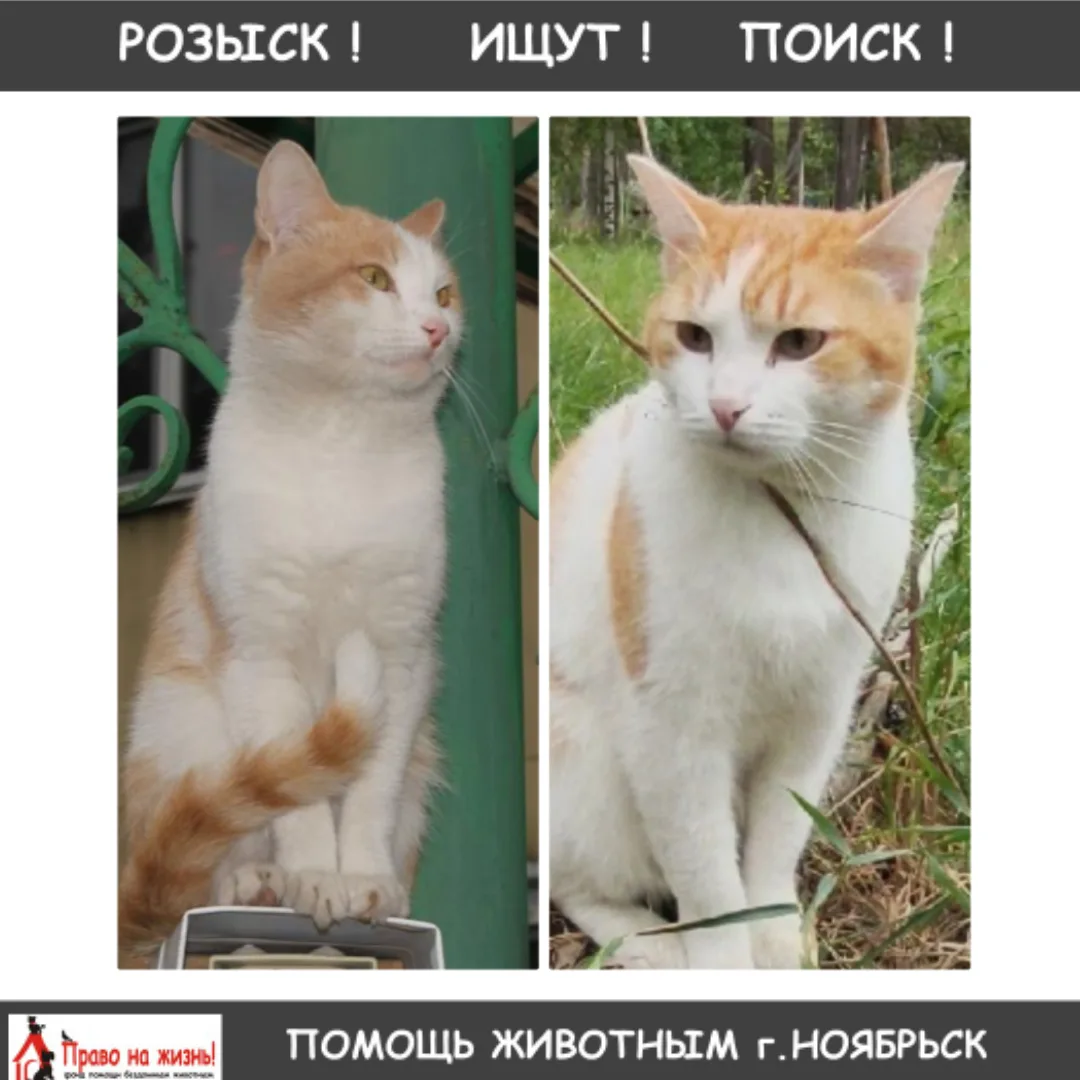 Мой Рыжик так и не нашелся. Это было 1,5 года назад. А в этом году на вашей странице ув...