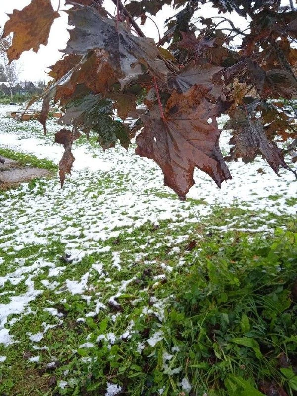 ❄️Первый снег может выпасть в Красногорске уже 20 октября - синоптики.