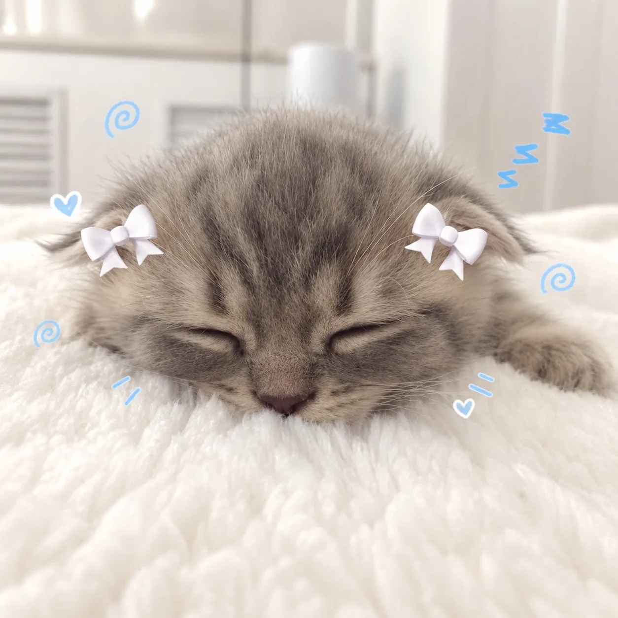 Милые авки с вислоухими котами 🐱