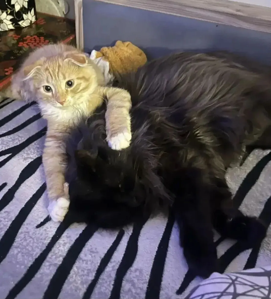 В ленту нашего выпускника кота рыжуна по кличке Чеснок 😁