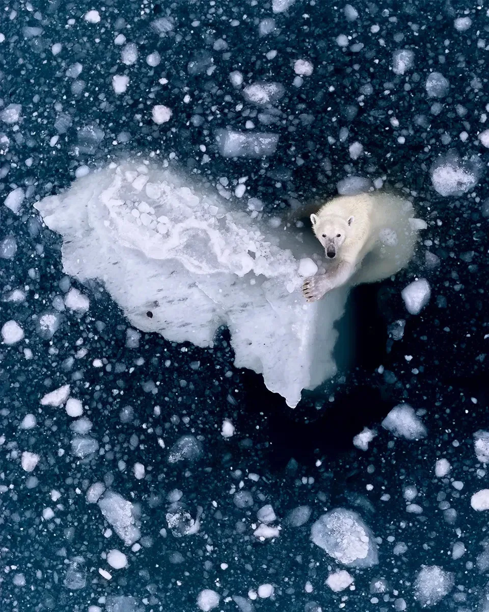 Стартовал шорт-лист премии British Photography Awards 2026, куда вошли 500 лучших снимк...