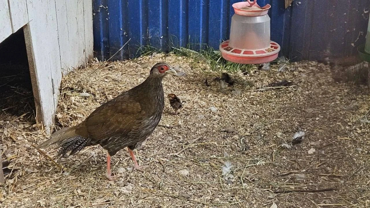 🐤В зоопарке Ельниковской рощи пополнение: фазаниха стала мамой для цыплёнка