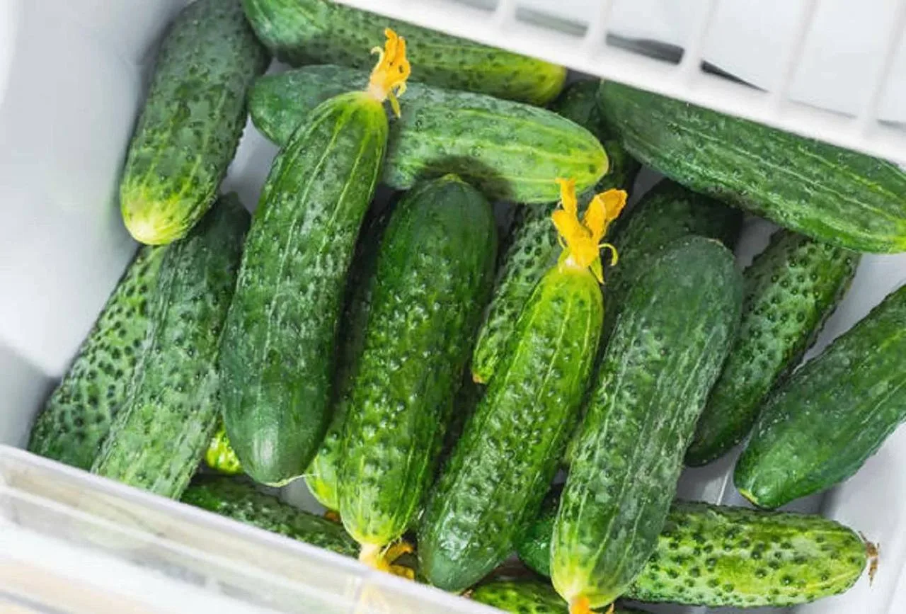 🥒 Как сохранить огурцы свежими до двух недель