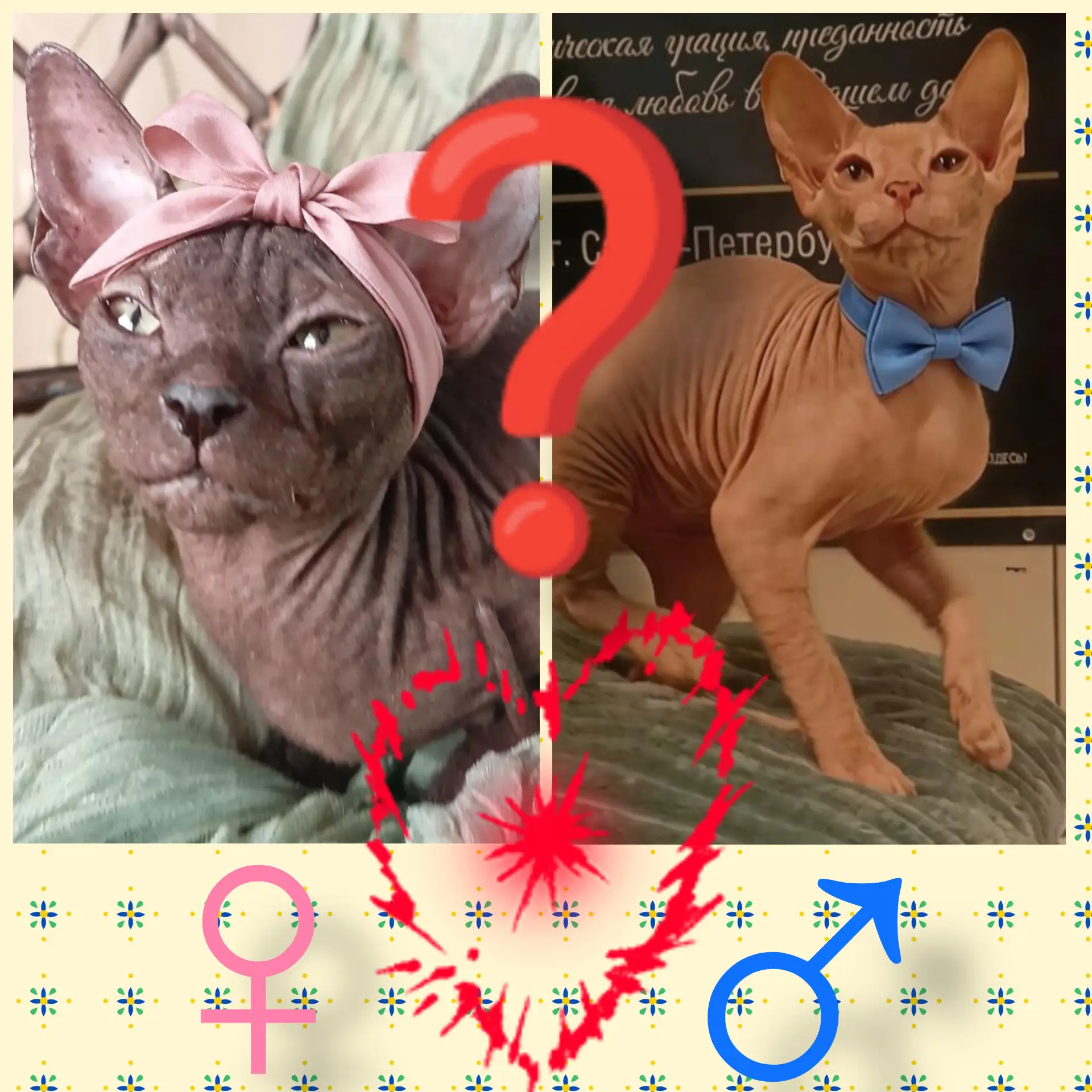 Мальчик или девочка? Главные подсказки при выборе Донского сфинкса 🪐🧬🐾👦👧