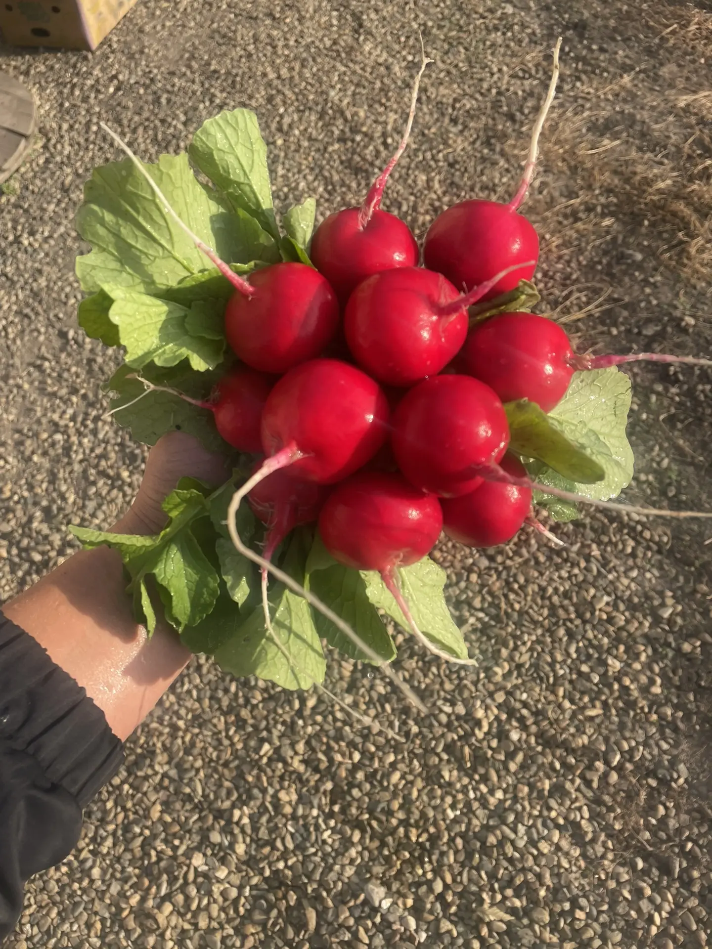 Корзина на сегодня 89898379228