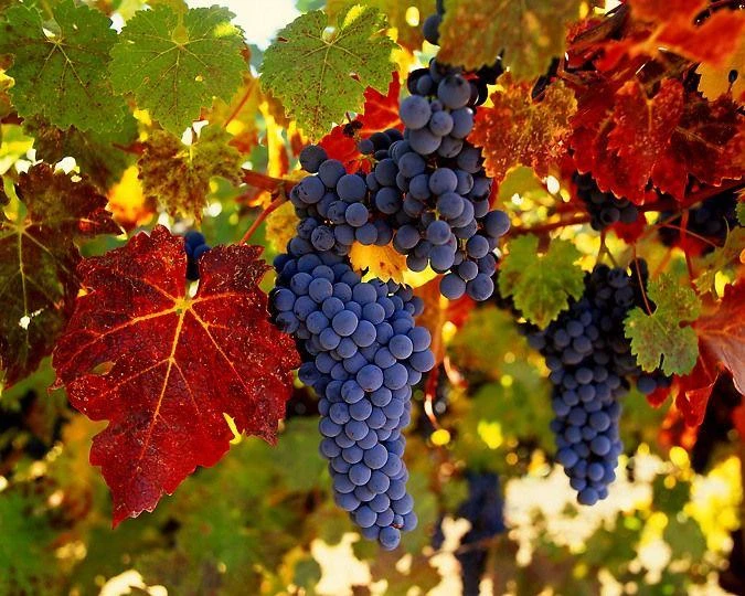 🍇 Тёмный виноград — источник антиоксидантов!