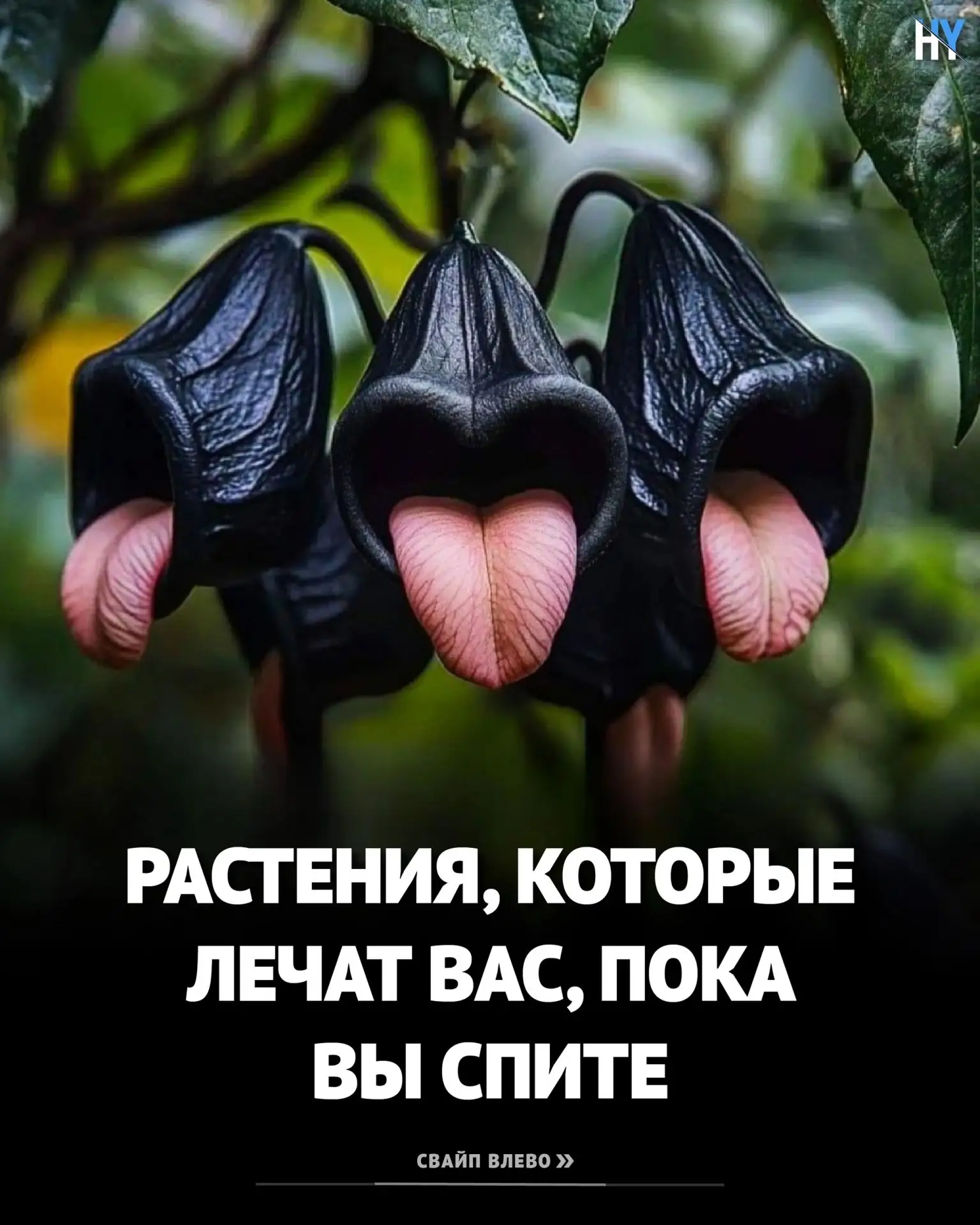 Растения которые лечат когда вы спите 🌿