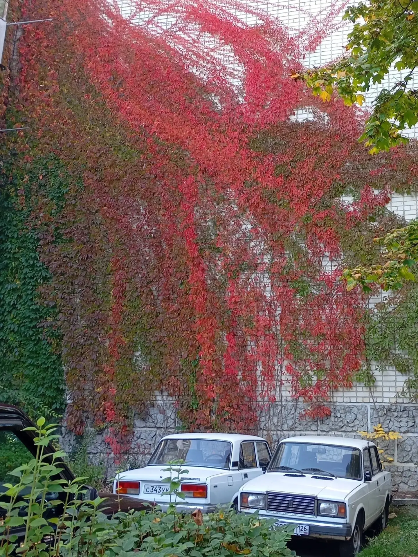 Стена на Мира 🍂