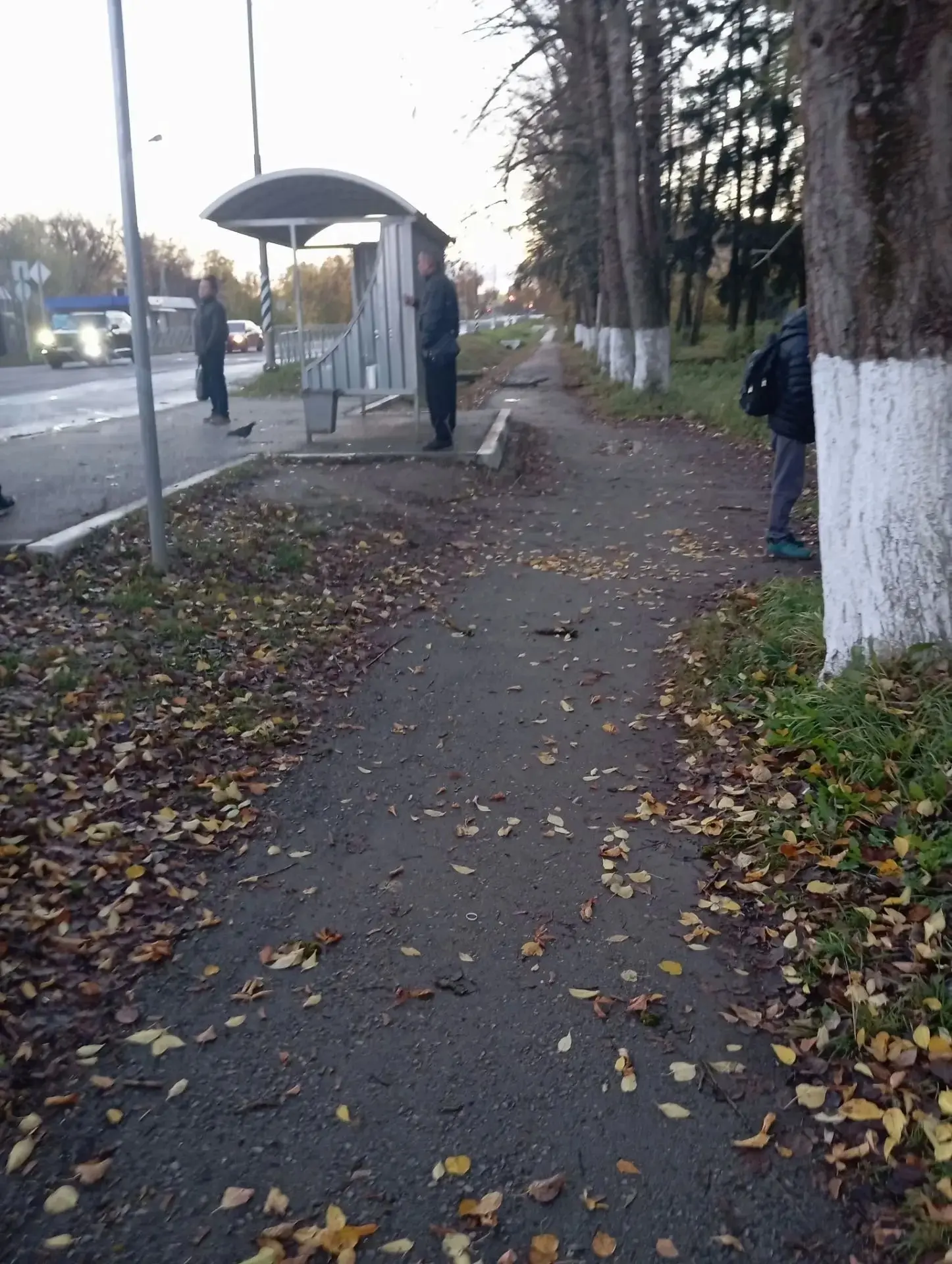 В городе пилят здоровые, живые деревья, а сухие тополя вдоль тротуара около Швейной фаб...