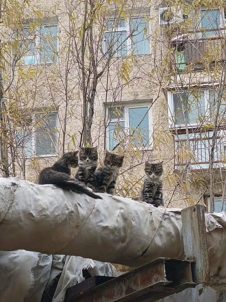 Помогите выжить 4 милым котятам и маме!