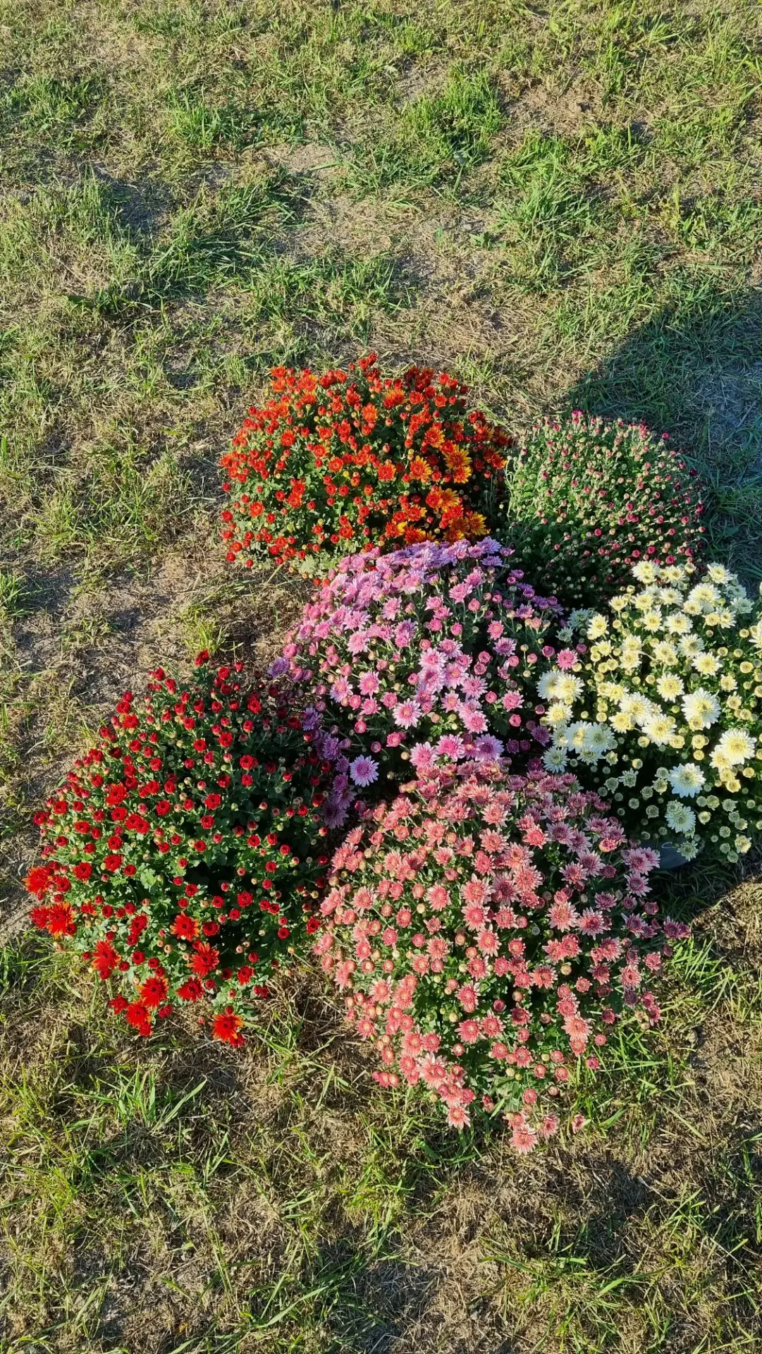 Готовлю маточники к зимовке.