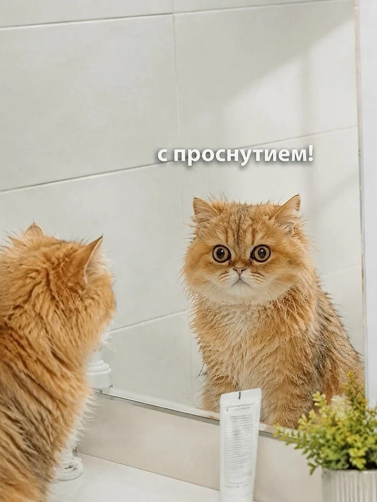 Ура, пятница🐥