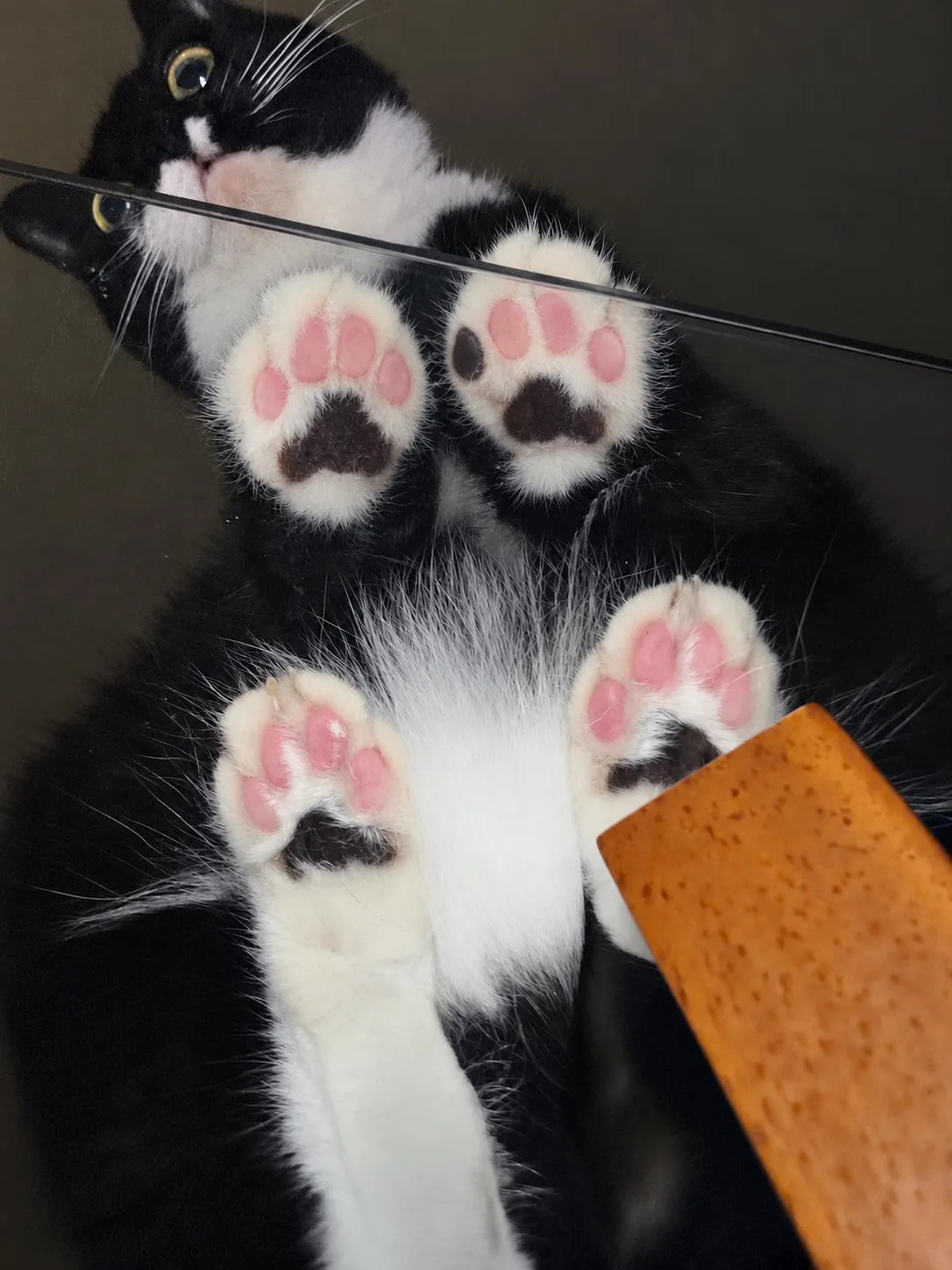 Какие лапульки-топотульки 🐾🥺