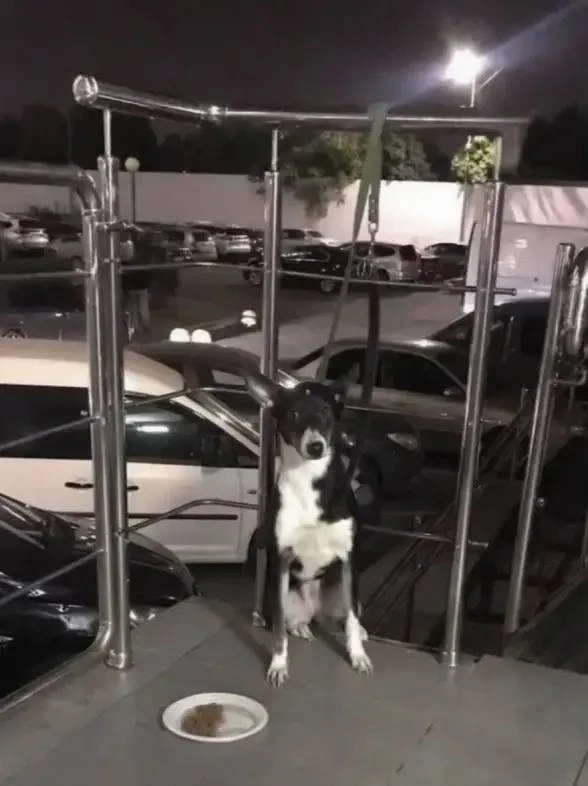 🐶 В Краснодаре на улице Заполярной мужчина привязал собаку у подъезда и ушёл