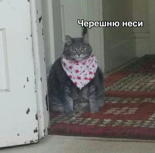 Минимум у 26% питомцев есть лишний вес