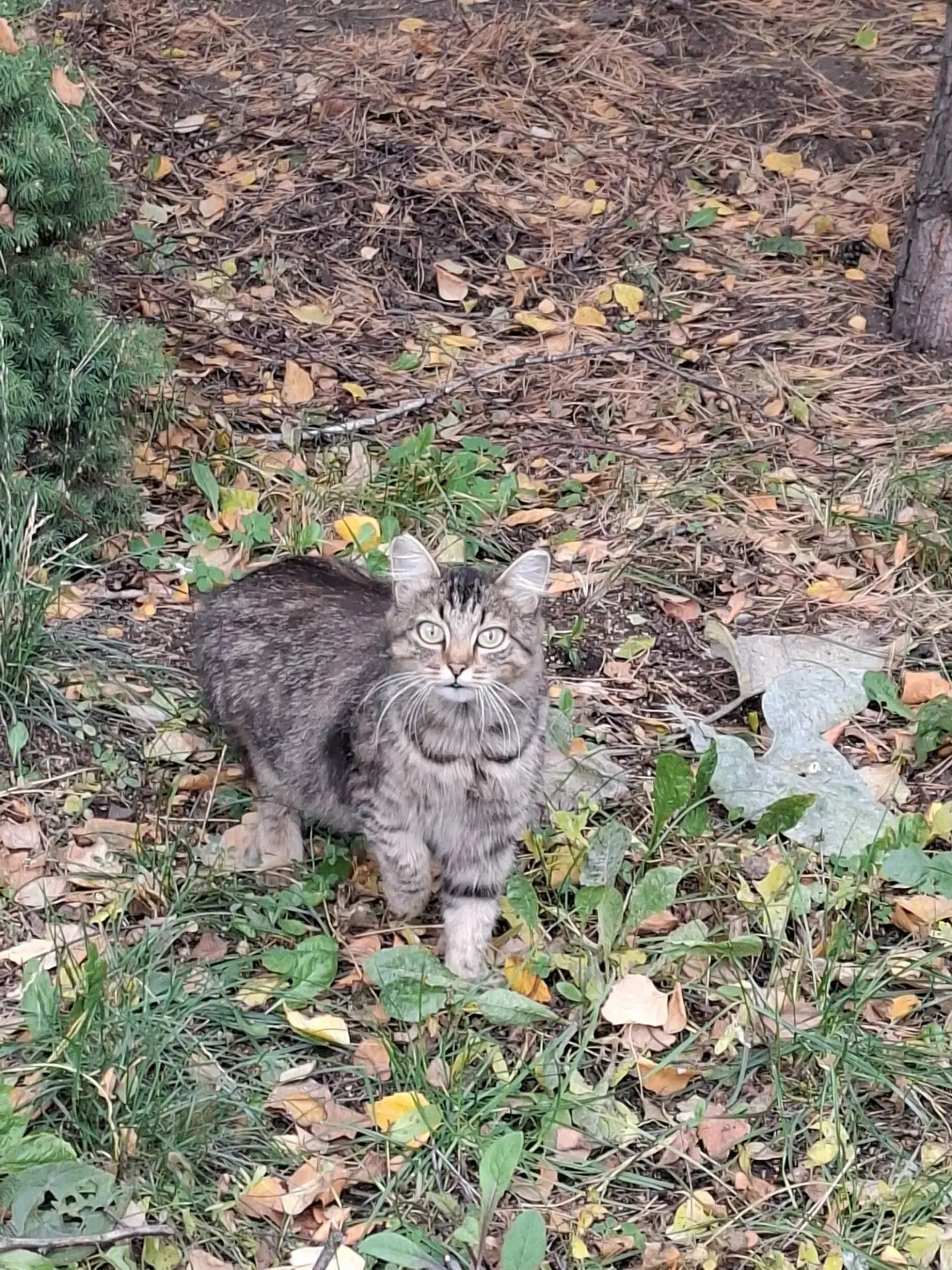 Ребята пожалуйста максимальный репост!!! 😭️ Брошенные на улице кошки остаются в зиму о...