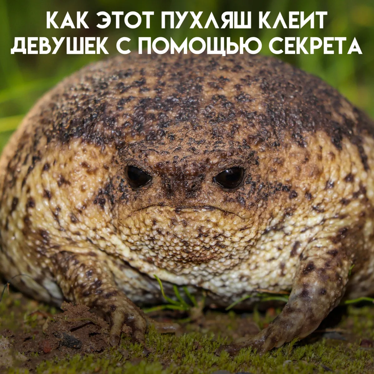 Капский узкорот — лягушка, которая выглядит как ожившая галька, почти всю жизнь проводи...