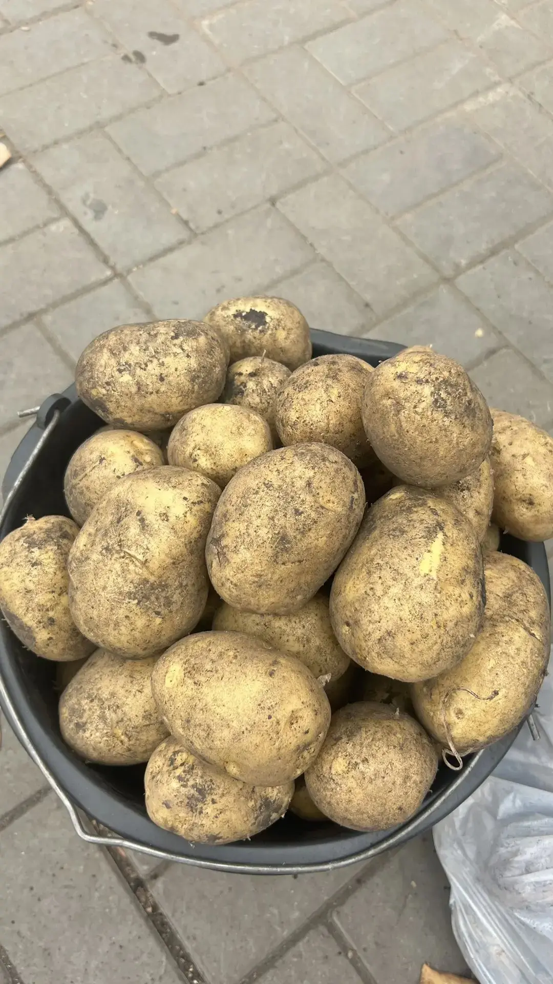 Продаю картошку сорт галла,выращенный в дали от города, в комсомольском районе,продаю и...