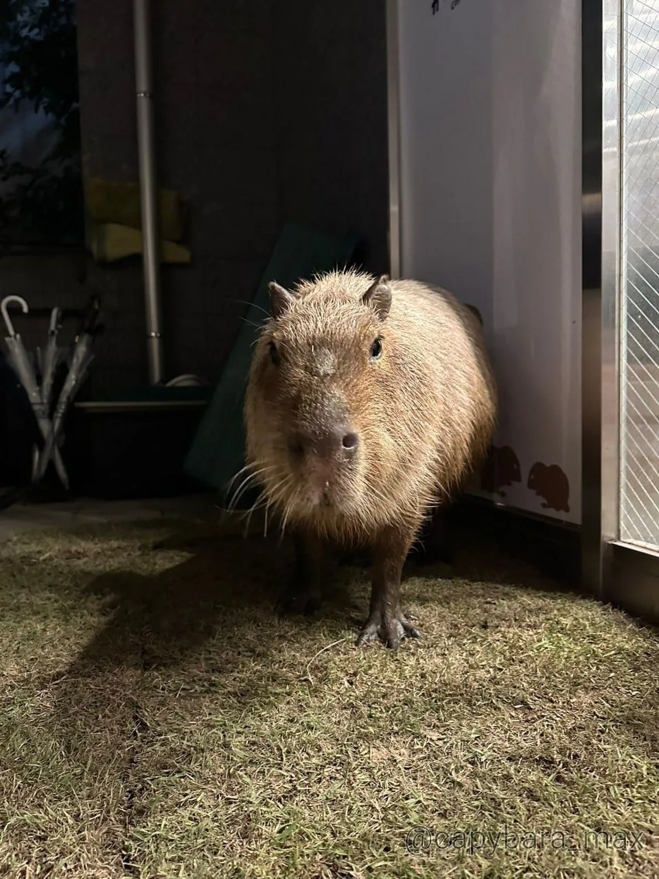 🐹🦔🐿