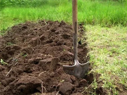 Осенняя перекопка почвы: польза или вред? 🪣🌱