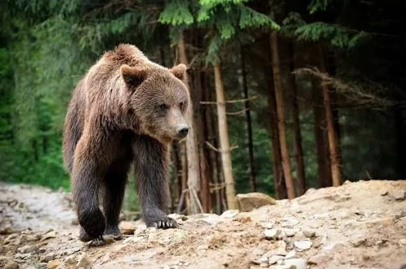 🐻 В микрорайоне РЭБ отрегулирован ещё один медведь