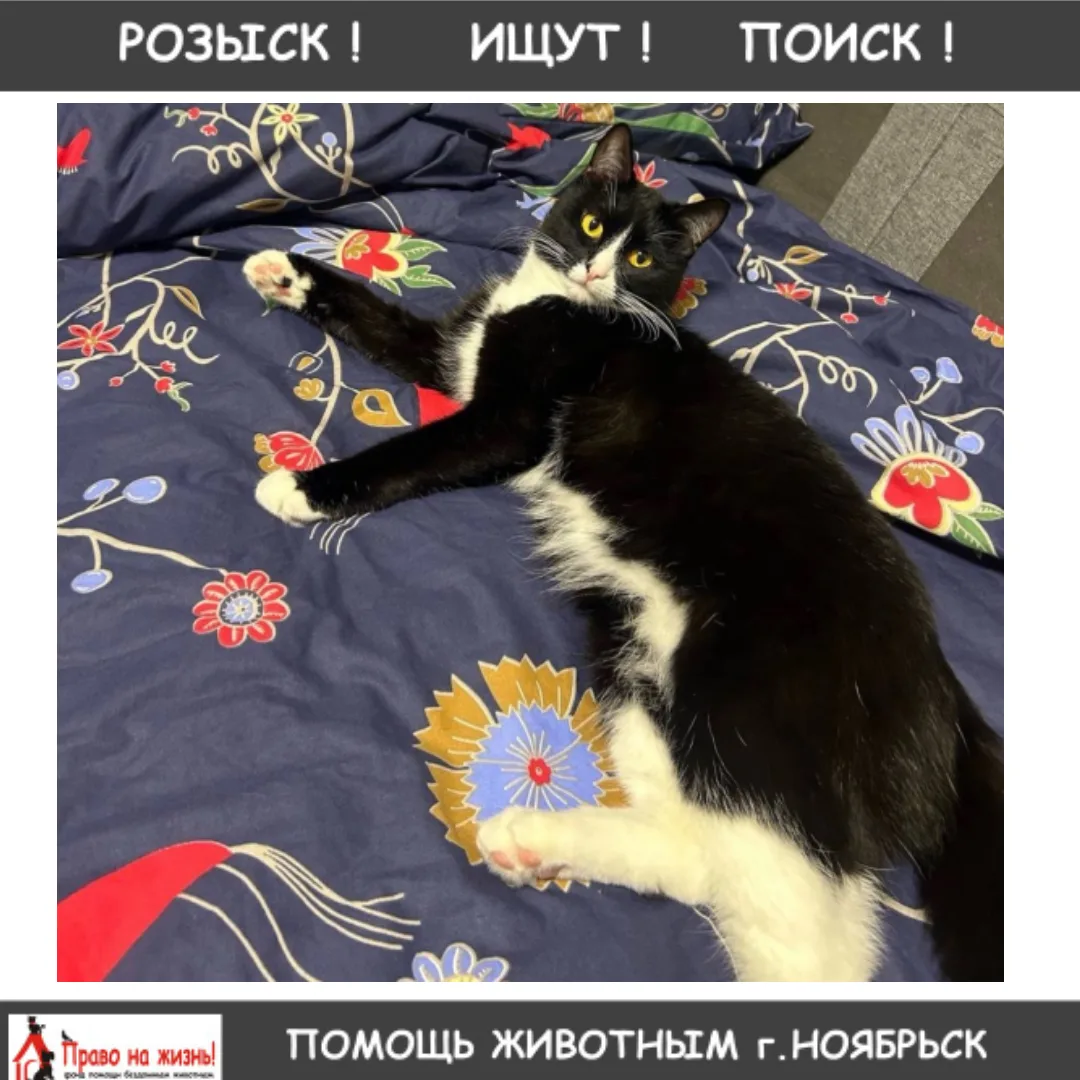 Пропал кот по адресу