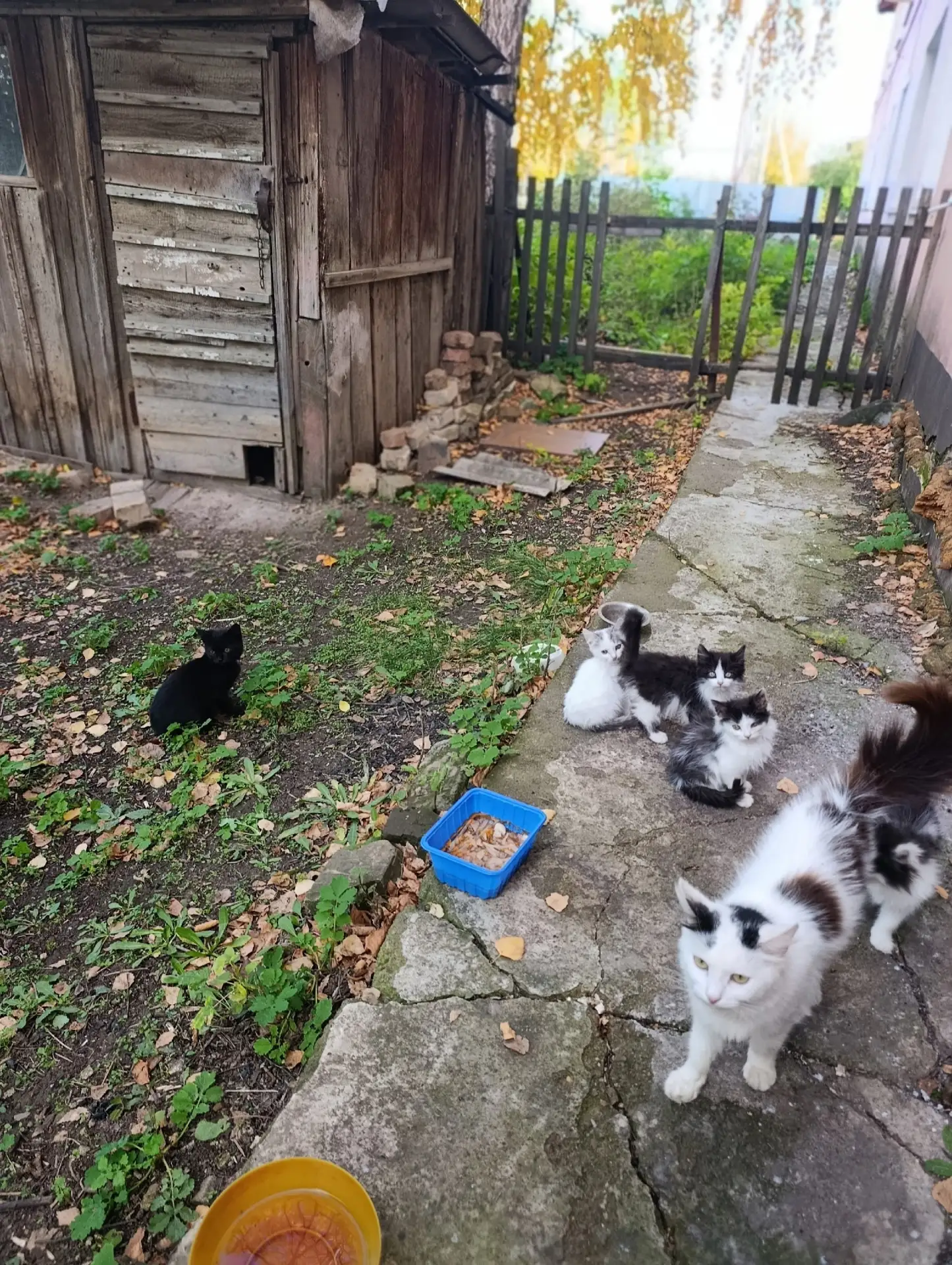 🚨 SOS! Срочно нужна помощь кошачьей семье! 🚨