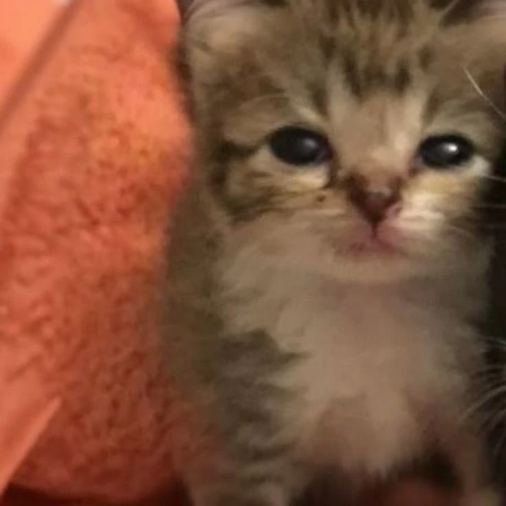 Парные авы котята