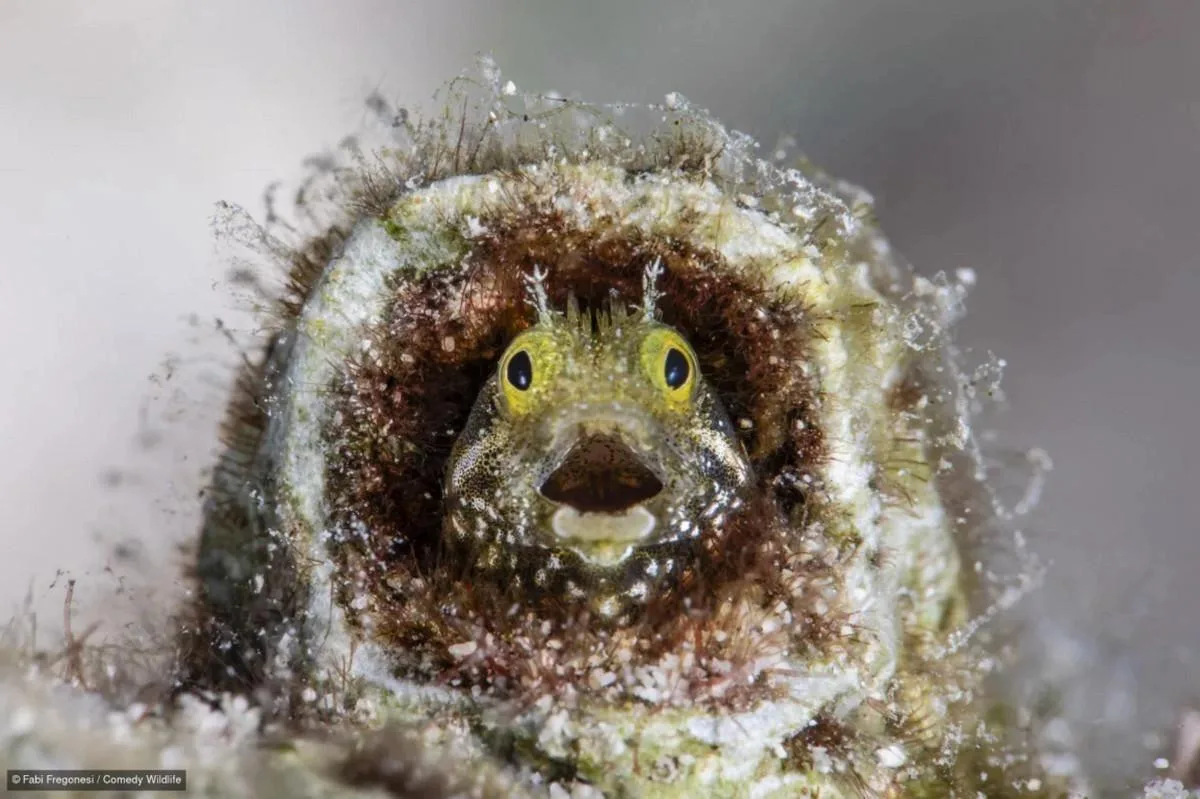 © Фаби Фрегонеза / 2026 The Comedy Wildlife Photography Awards