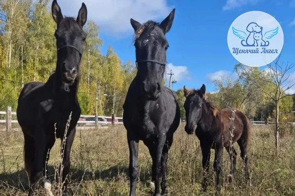Фото дня 13.10.2026: Любопытство берёт верх 🐴📸