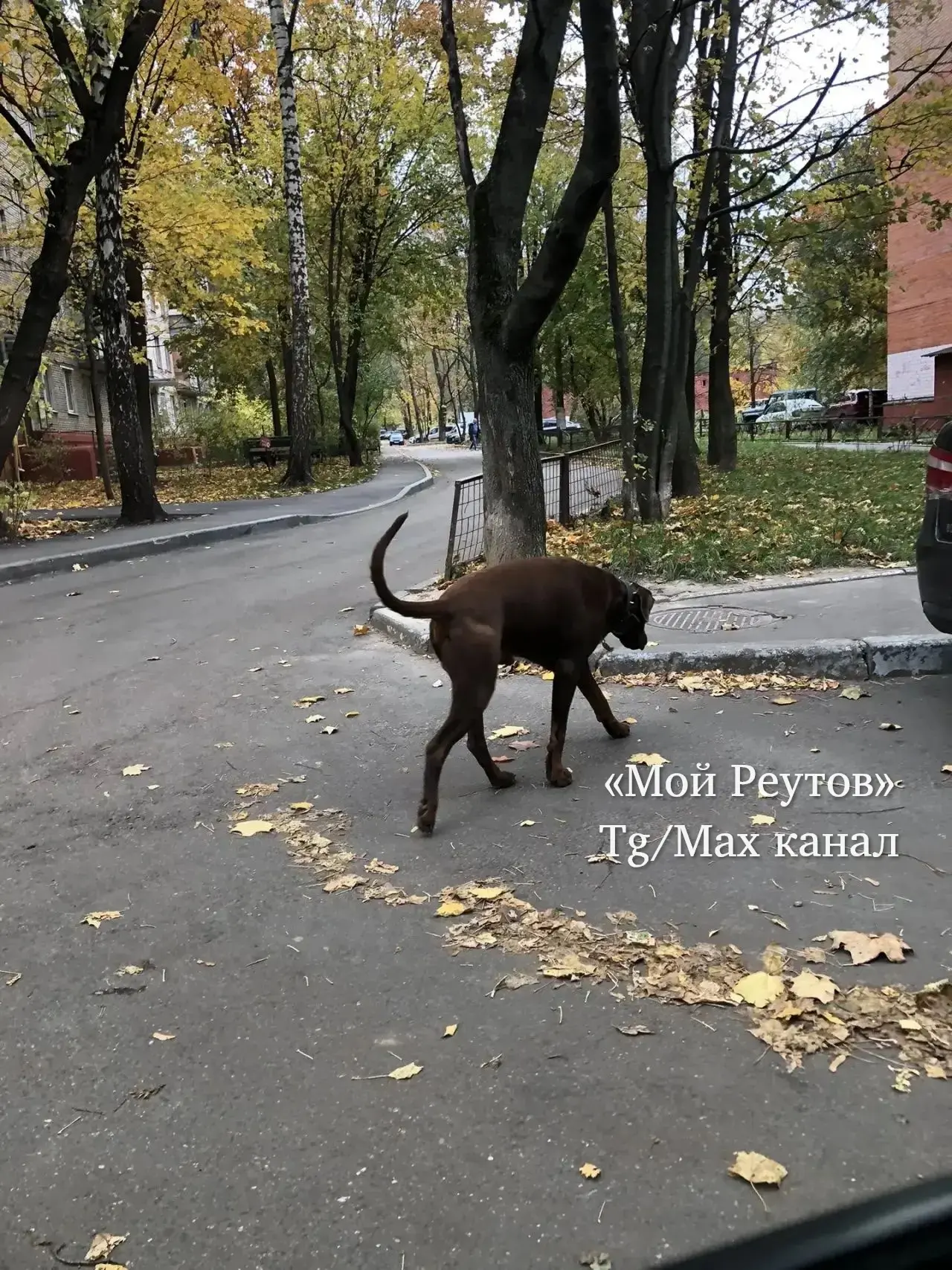 ‼️ На Советской 37 в 14:09 бегает, хозяина рядом не видно.