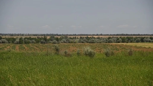 На частных землях в Астраханской области обнаружен карантинный сорняк повилика