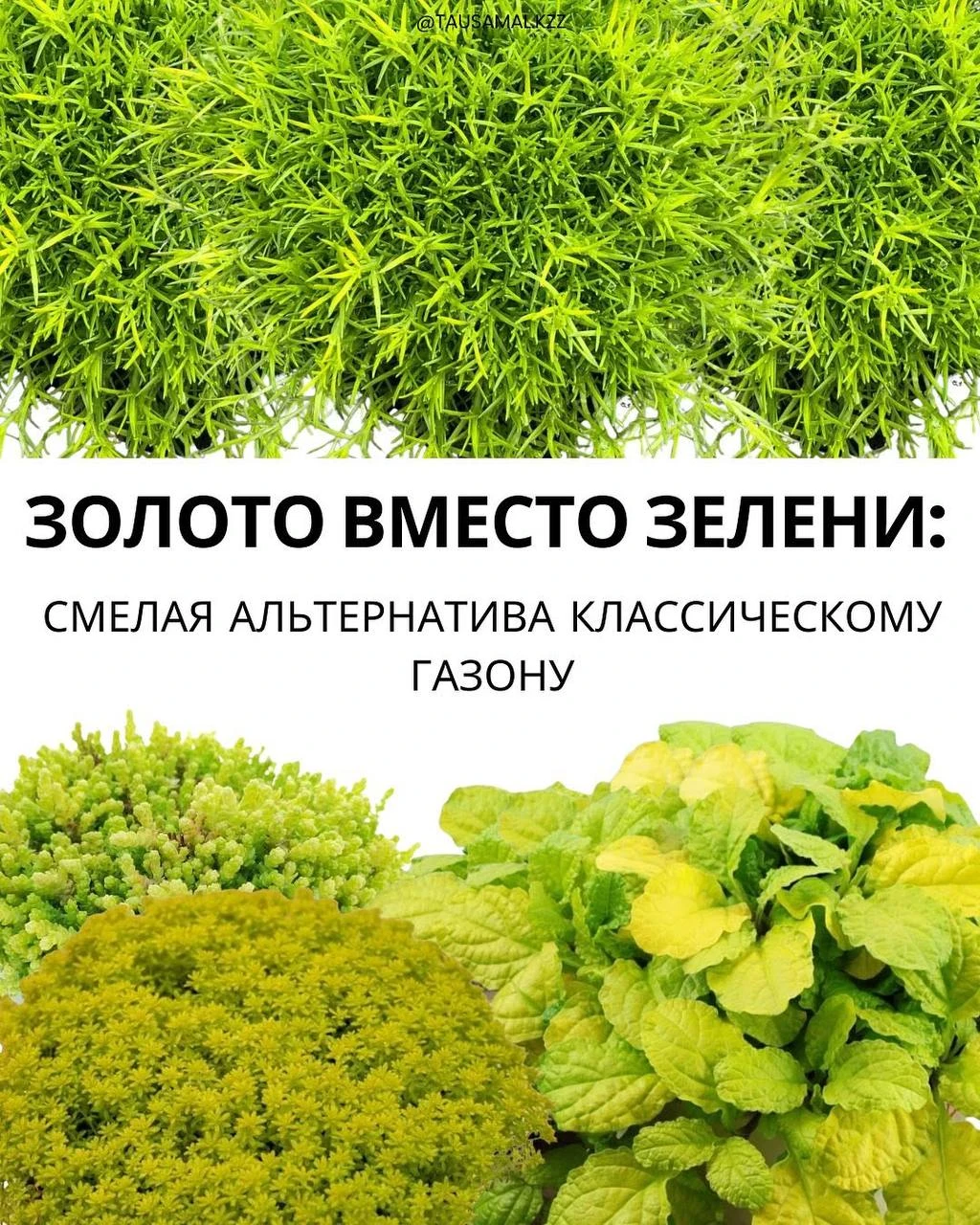 🍃 Альтернатива классическому газону