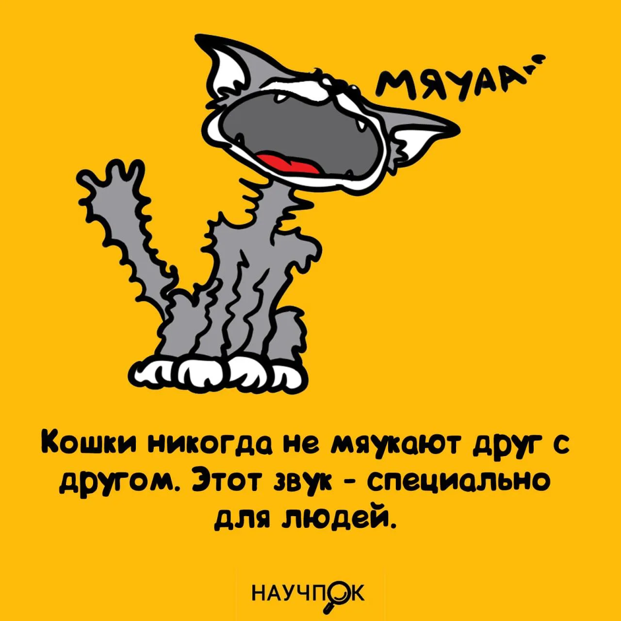 Мяу — только для людей 😂