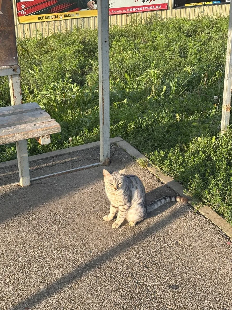 Найдена кошка в п.Южный. Кошка явно домашняя, молодая, до года явно. Похожа на серебрис...