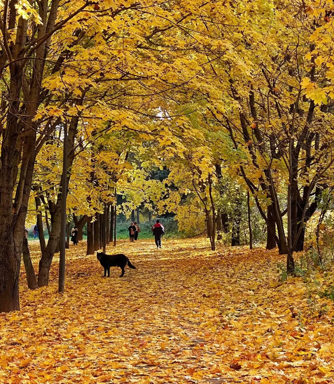 Город вспыхнул ярким красками осени🍁Успейте насладиться!