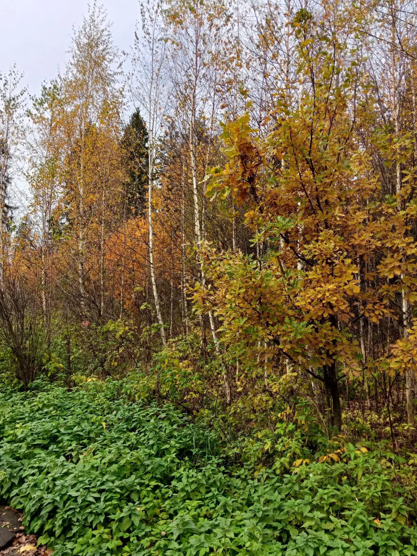Осенняя пора, очей очарованье... 🍁