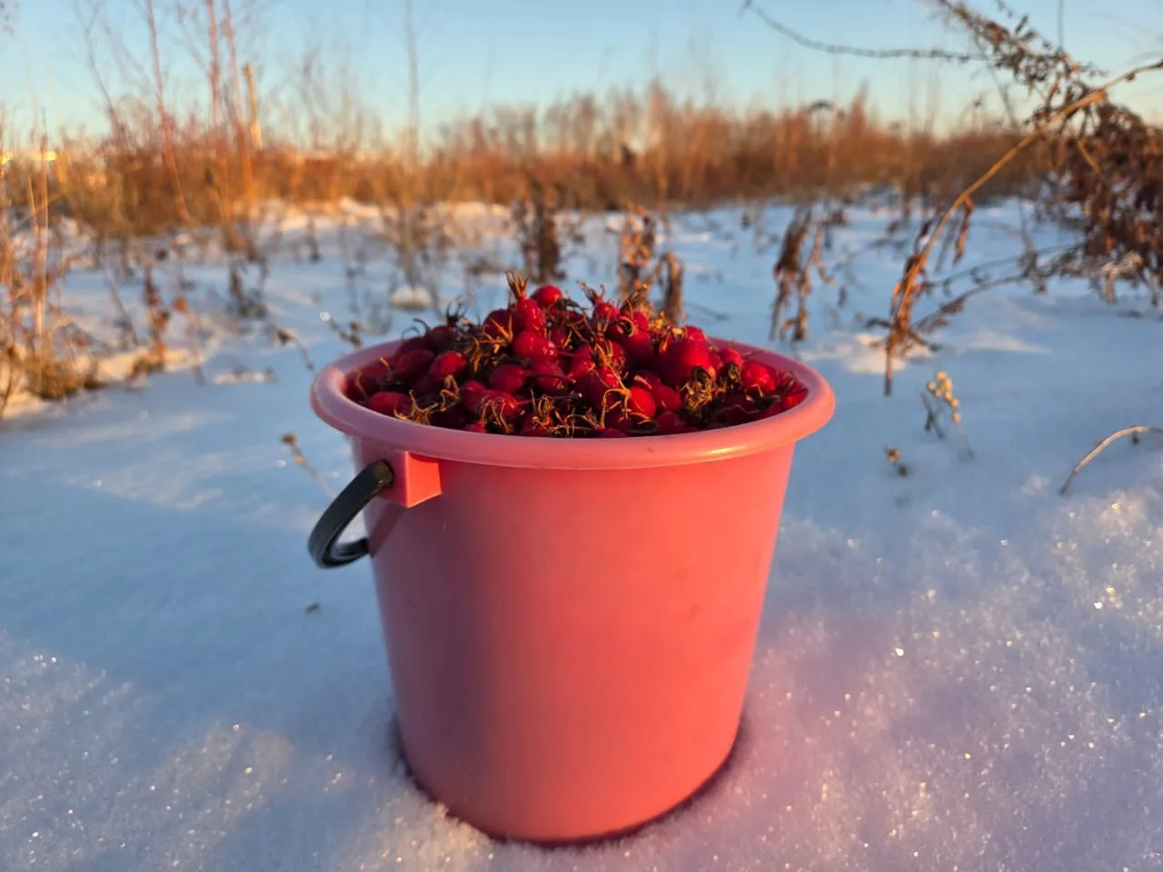 ❄️ Хаардаахха үргэммит дөлүһүөн туһата