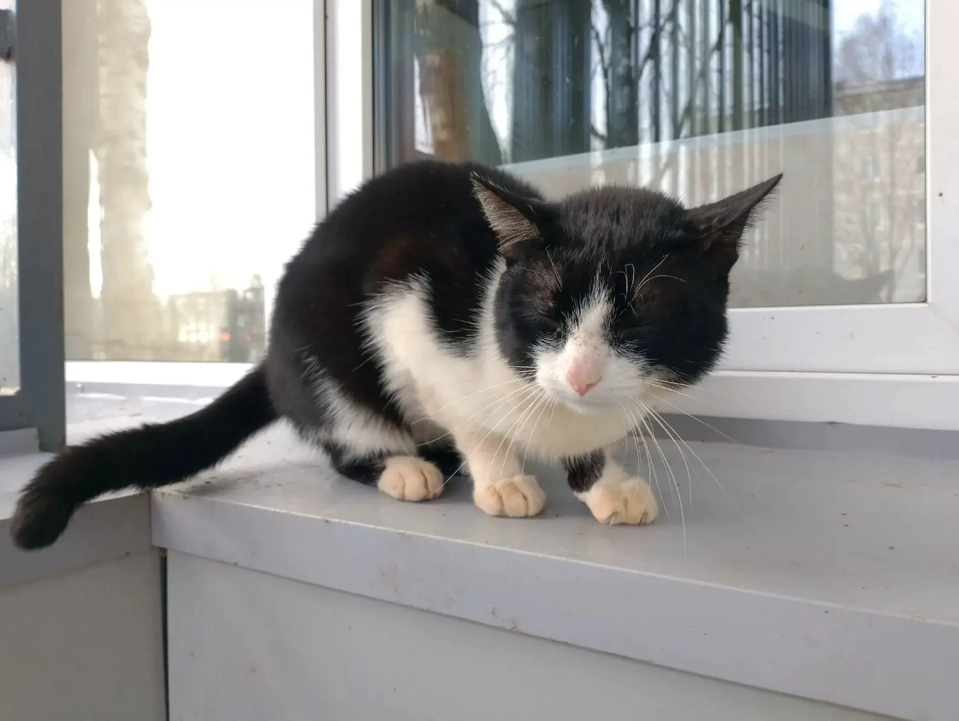 🐱 Пушистый друг ищет дом: помогите найти хозяина или подарите заботу!