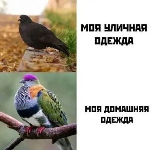 Дома так ярко одеваюсь, даже гуси порой не узнают меня. 🤣 Бегут сразу щипать меня, бит...