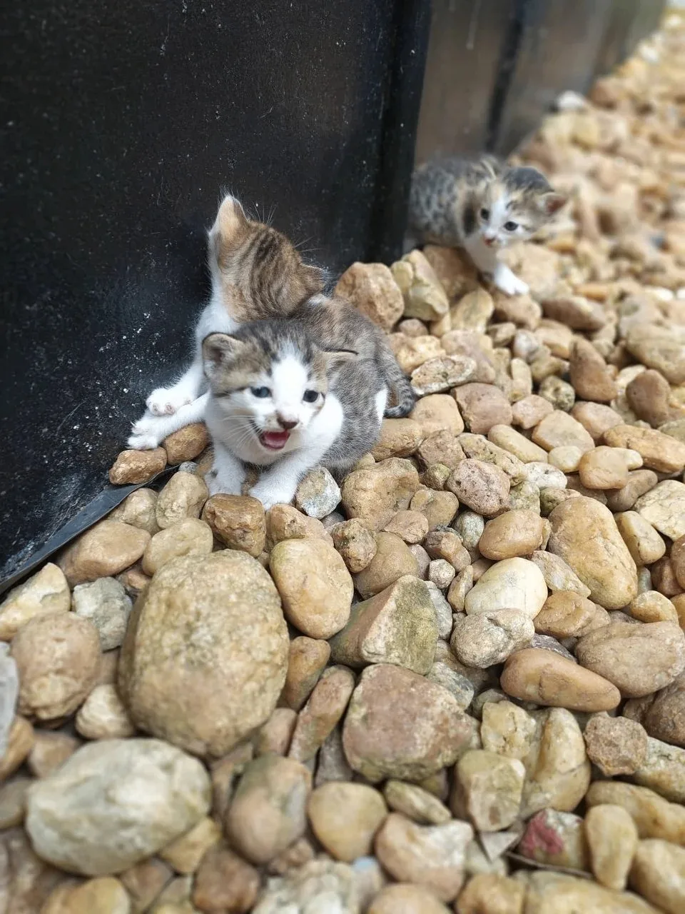 Малюсенькие булочки 😻😻😻😻