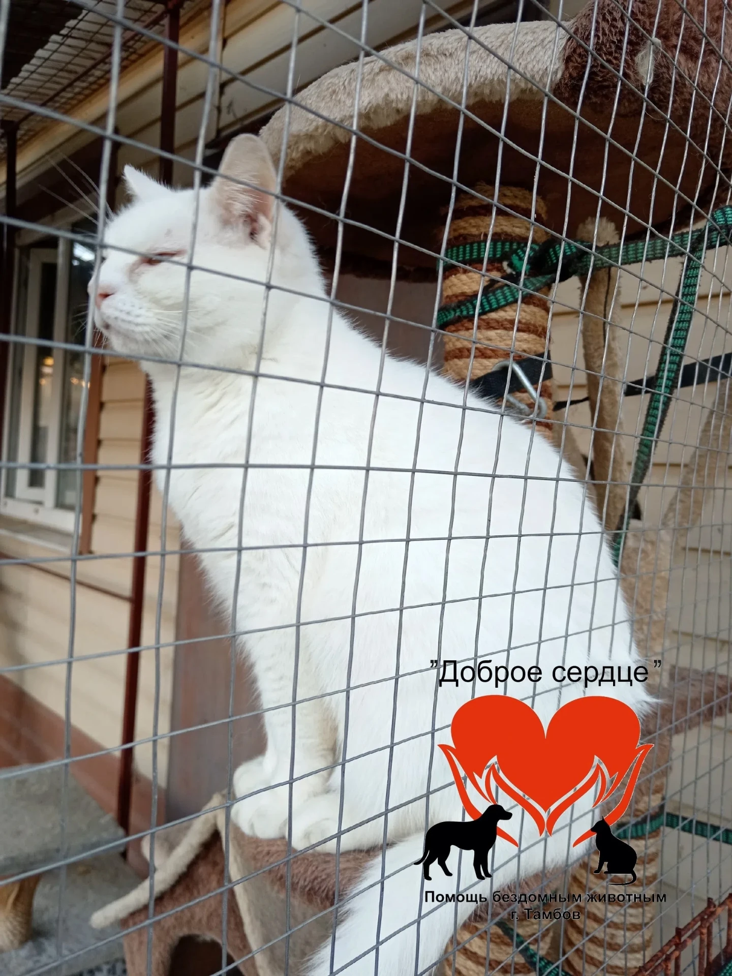 С вами снова котик Коди,