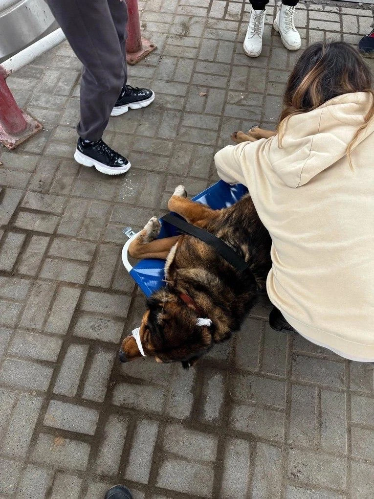 🥺В Ижевске волонтёры спасли собаку, которую переехала машина