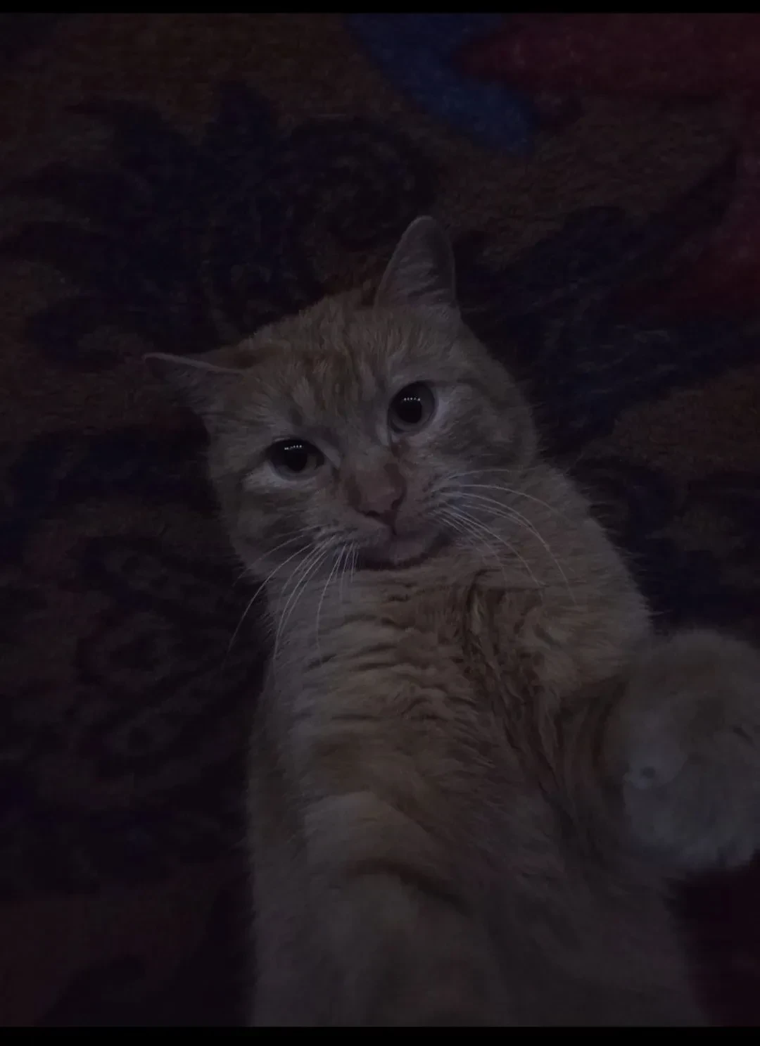 Васёк: главный стратег и пушистый ниндзя🐈
