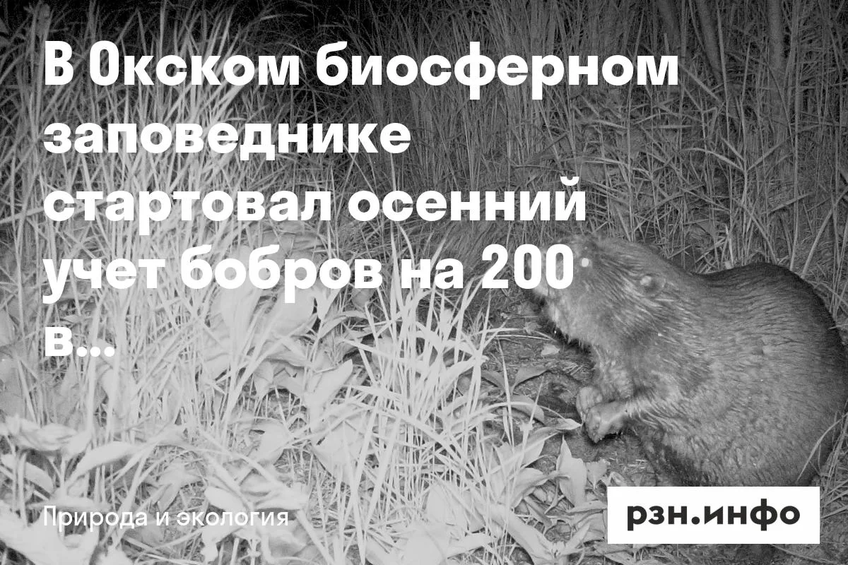 В Окском биосферном заповеднике стартовал осенний учет бобров на 200 водоемах