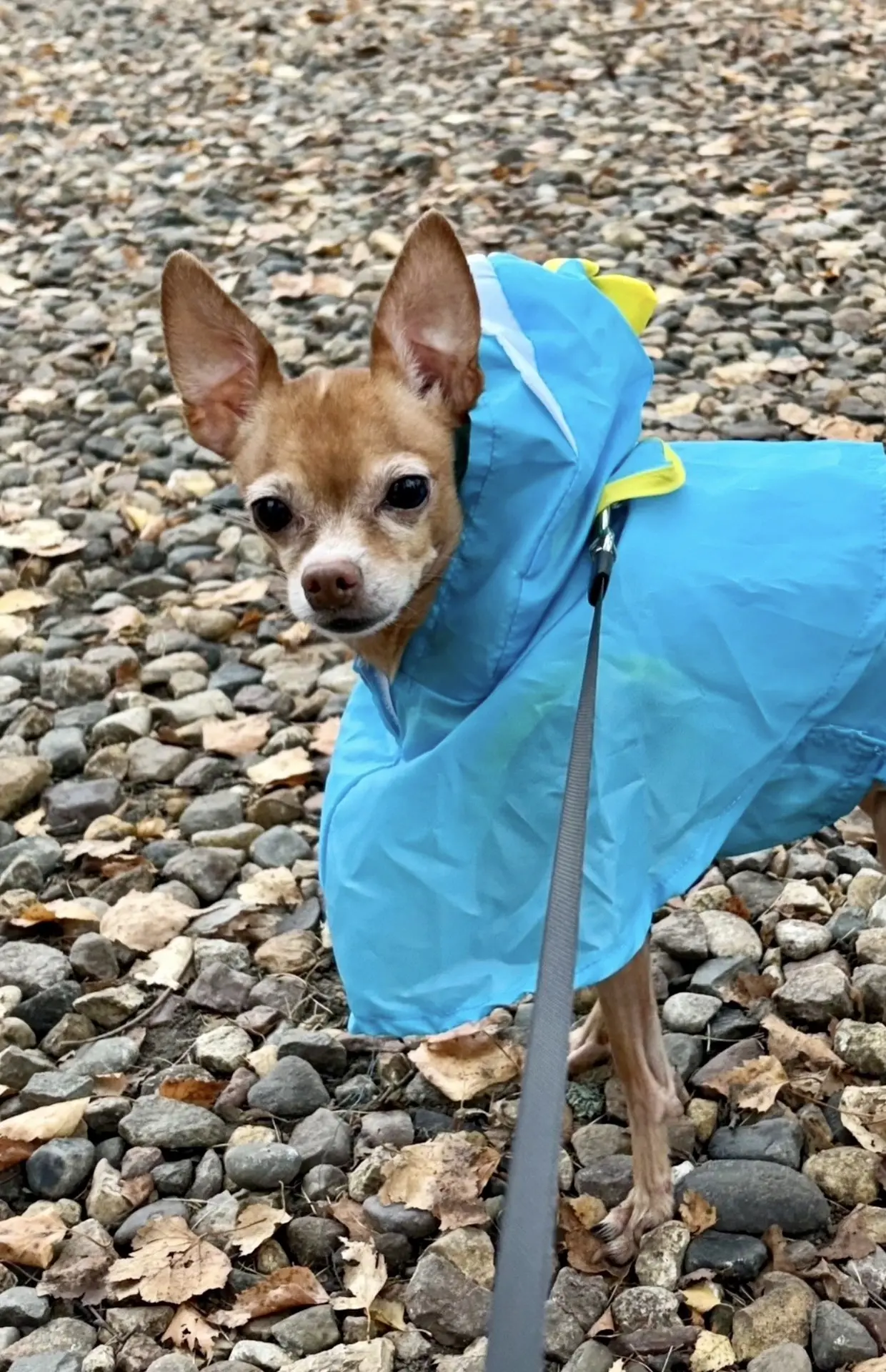 🐾🍂🙃