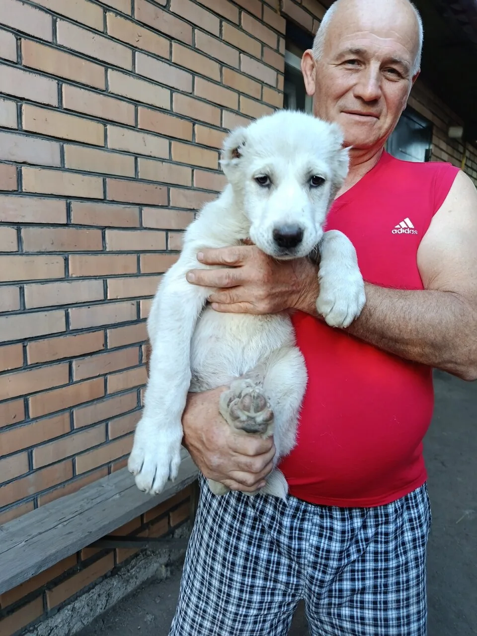 Продам щенков САО (алабая), девочки, Ждановка